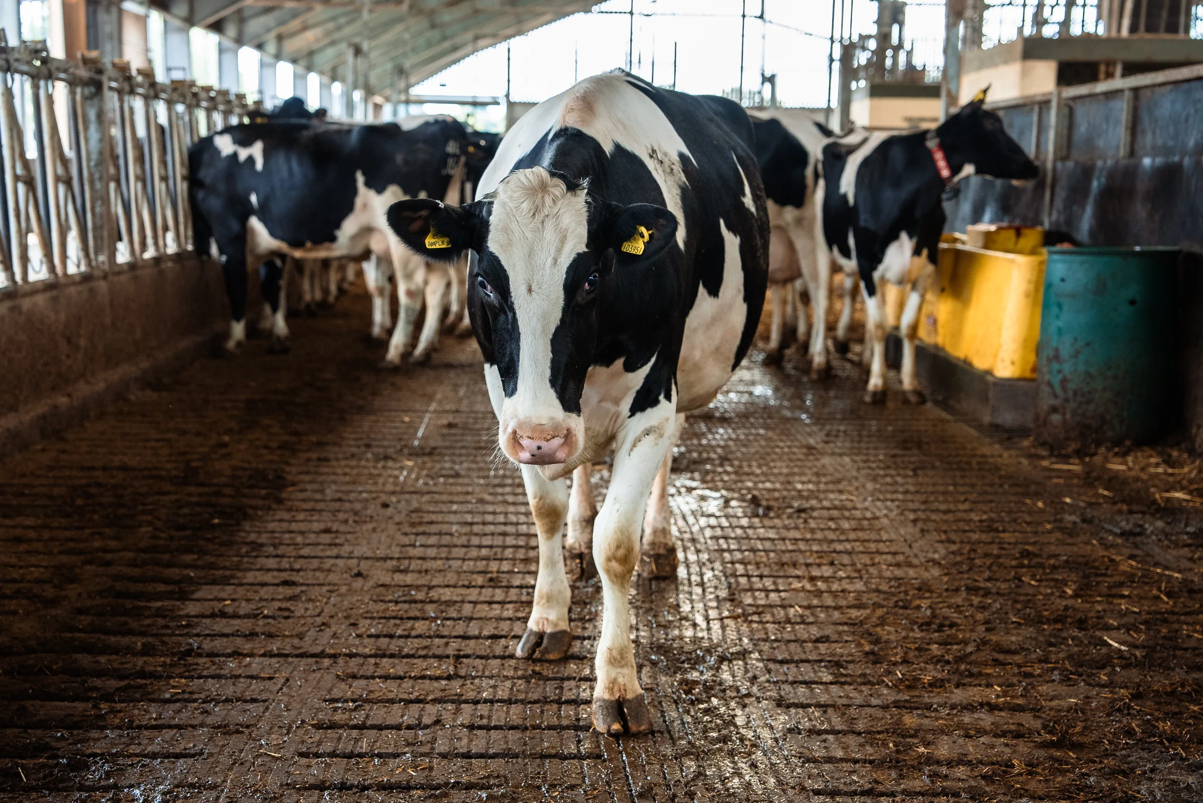 Dairy cow in housing